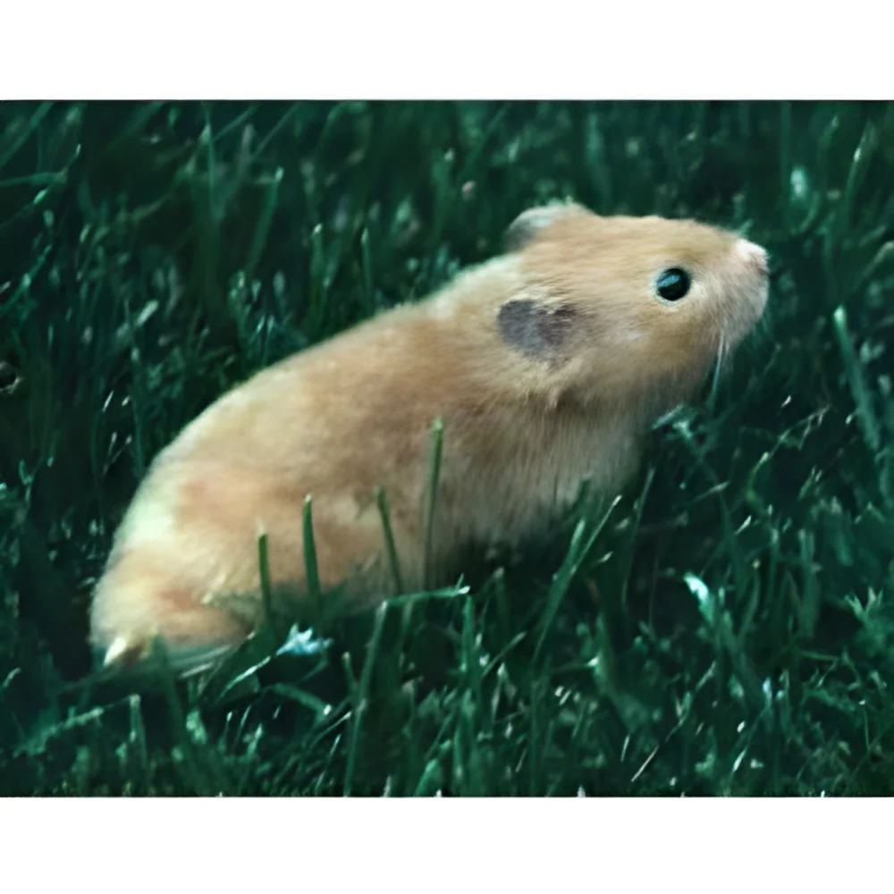 resizeImages/MzEwMQ==/mediabank/images/products/rodent-control-250x250.webp