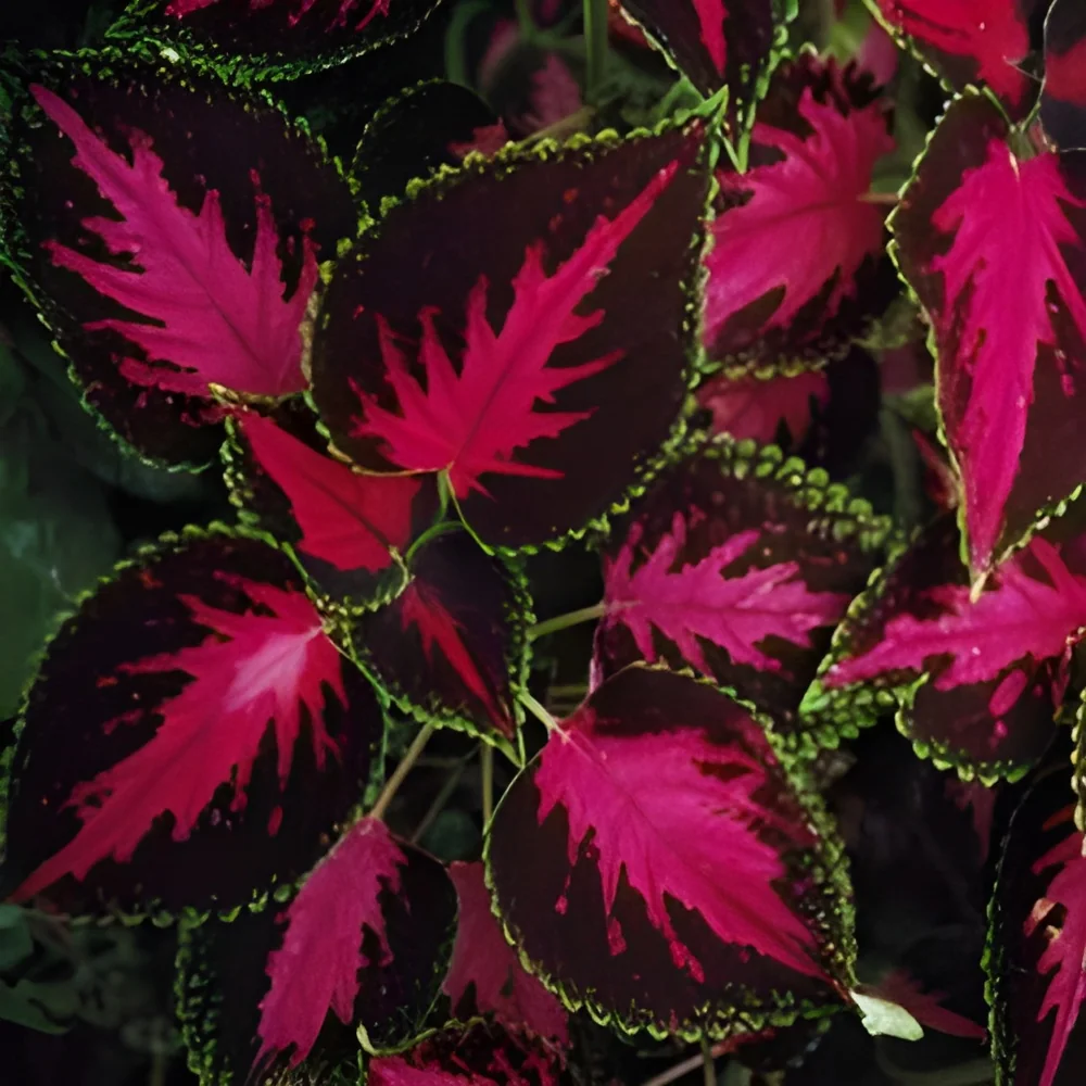resizeImages/MzExNg==/mediabank/images/products/coleus-250x250-1.webp