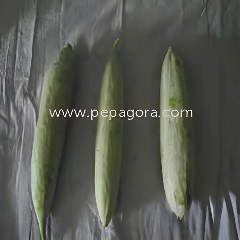 resizeImages/MzM0MQ==/mediabank/images/products/BottleGourd1052058089_3341.webp