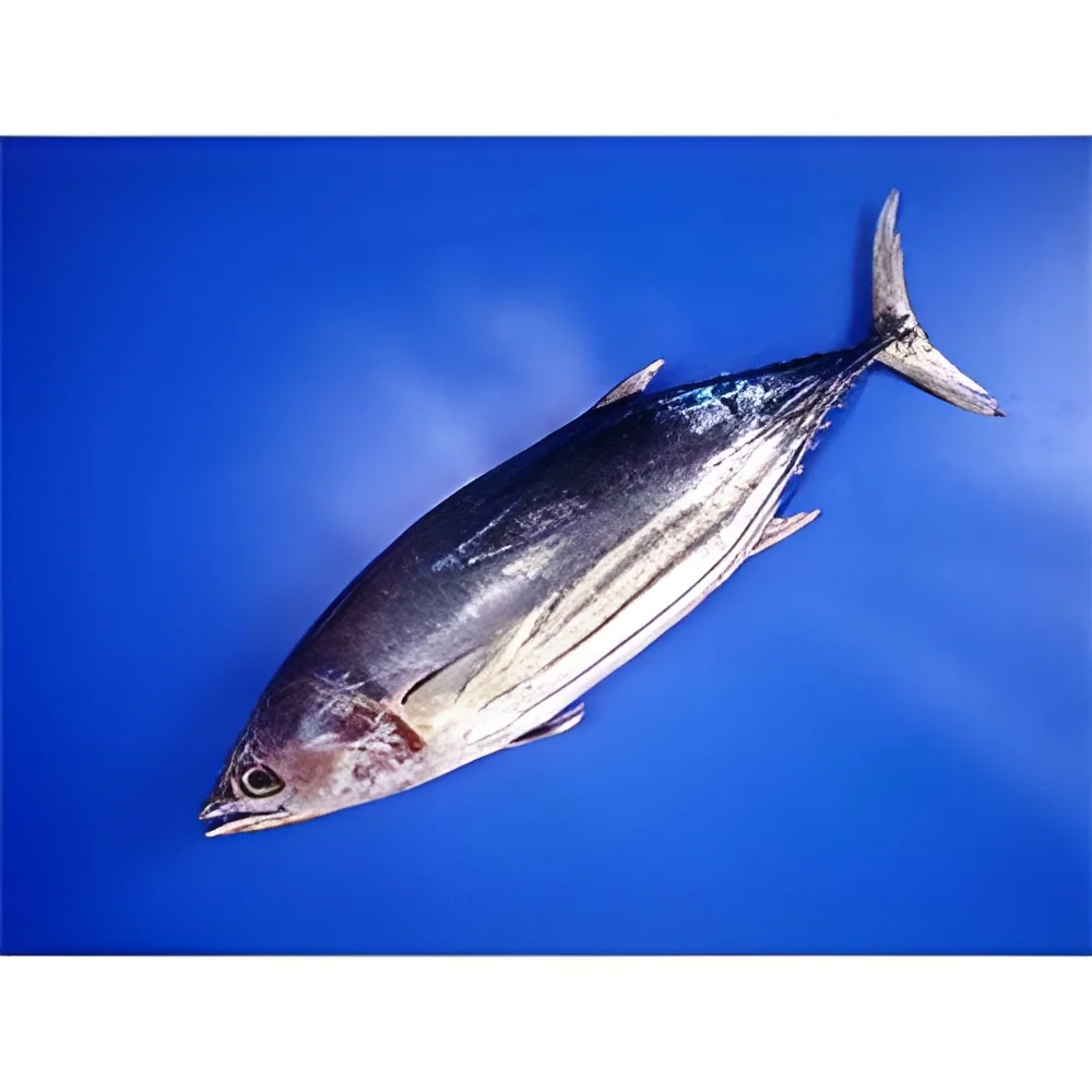 resizeImages/Mzc3Mg==/mediabank/images/products/SkipjackTuna1390291400_3772.webp