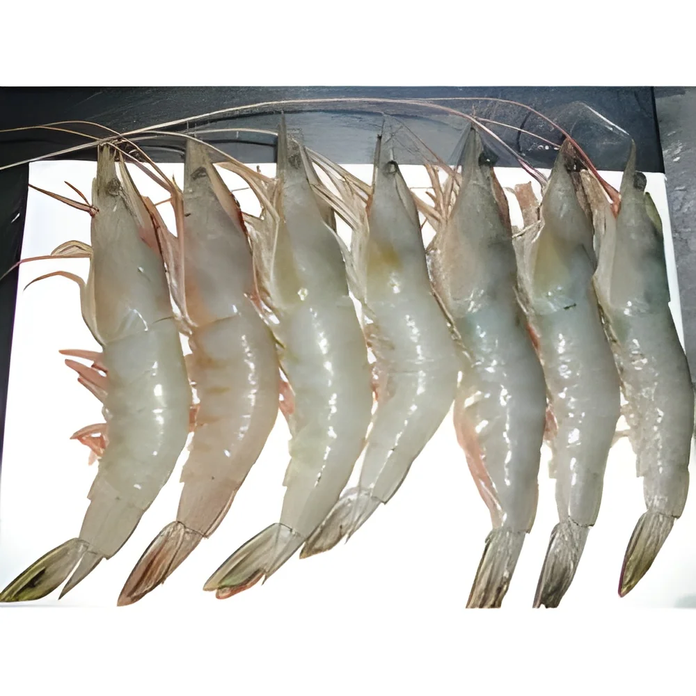 resizeImages/Mzc3Mg==/mediabank/images/products/WhiteShrimps1970016887_3772.webp