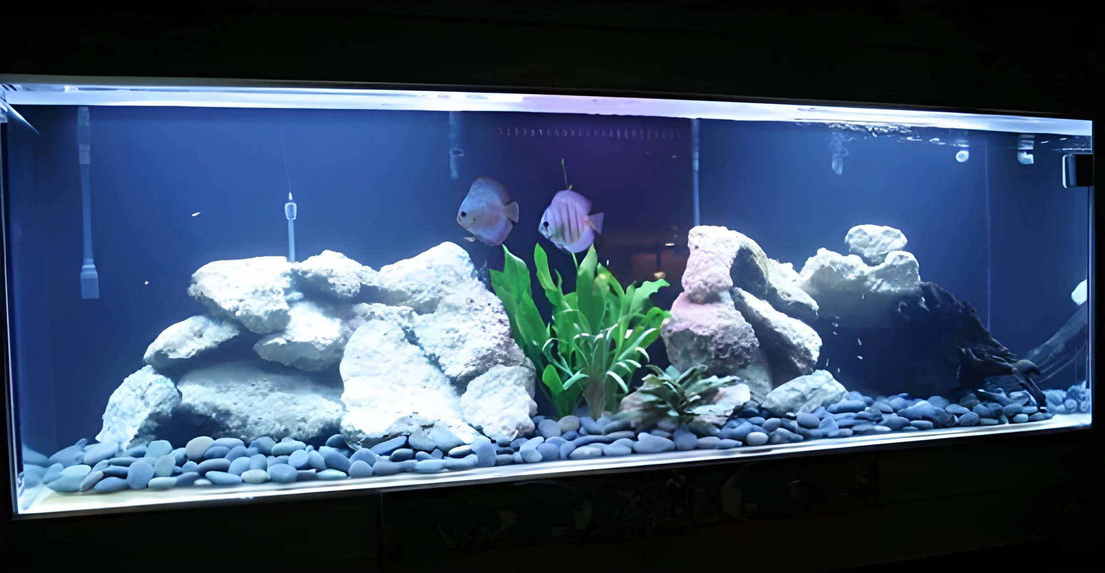 resizeImages/Mzk1MQ==/mediabank/images/products/RockSettingAquarium1319969075_3951.webp
