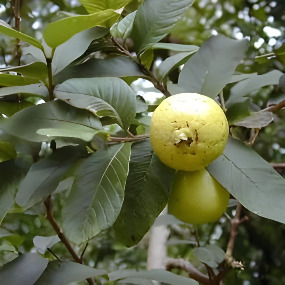 resizeImages/Mzk1NQ==/mediabank/images/products/Guava389015608_3955.webp