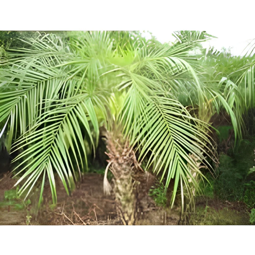 resizeImages/Mzk1NQ==/mediabank/images/products/PhoenixPalm2069427246_3955.webp