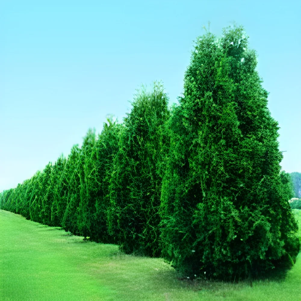 resizeImages/Mzk1NQ==/mediabank/images/products/ThrujaJhaw1023045608_3955.webp