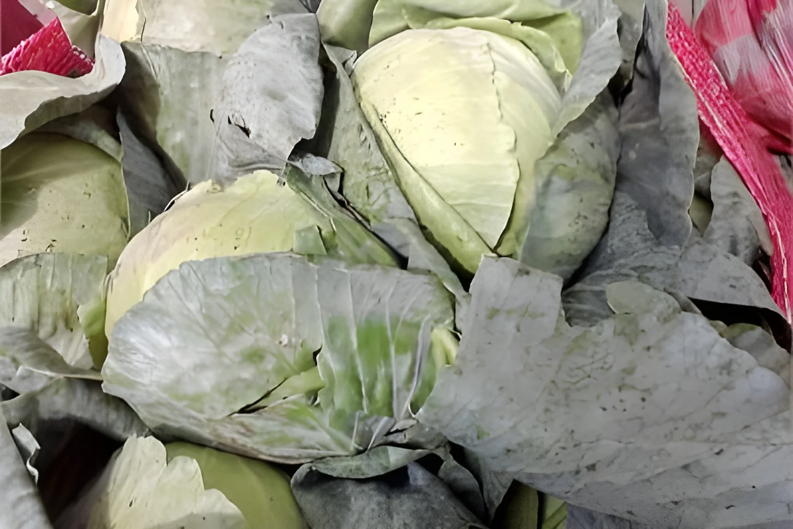 resizeImages/NDA5NQ==/mediabank/images/products/GreenCabbage1027571776_4095.webp