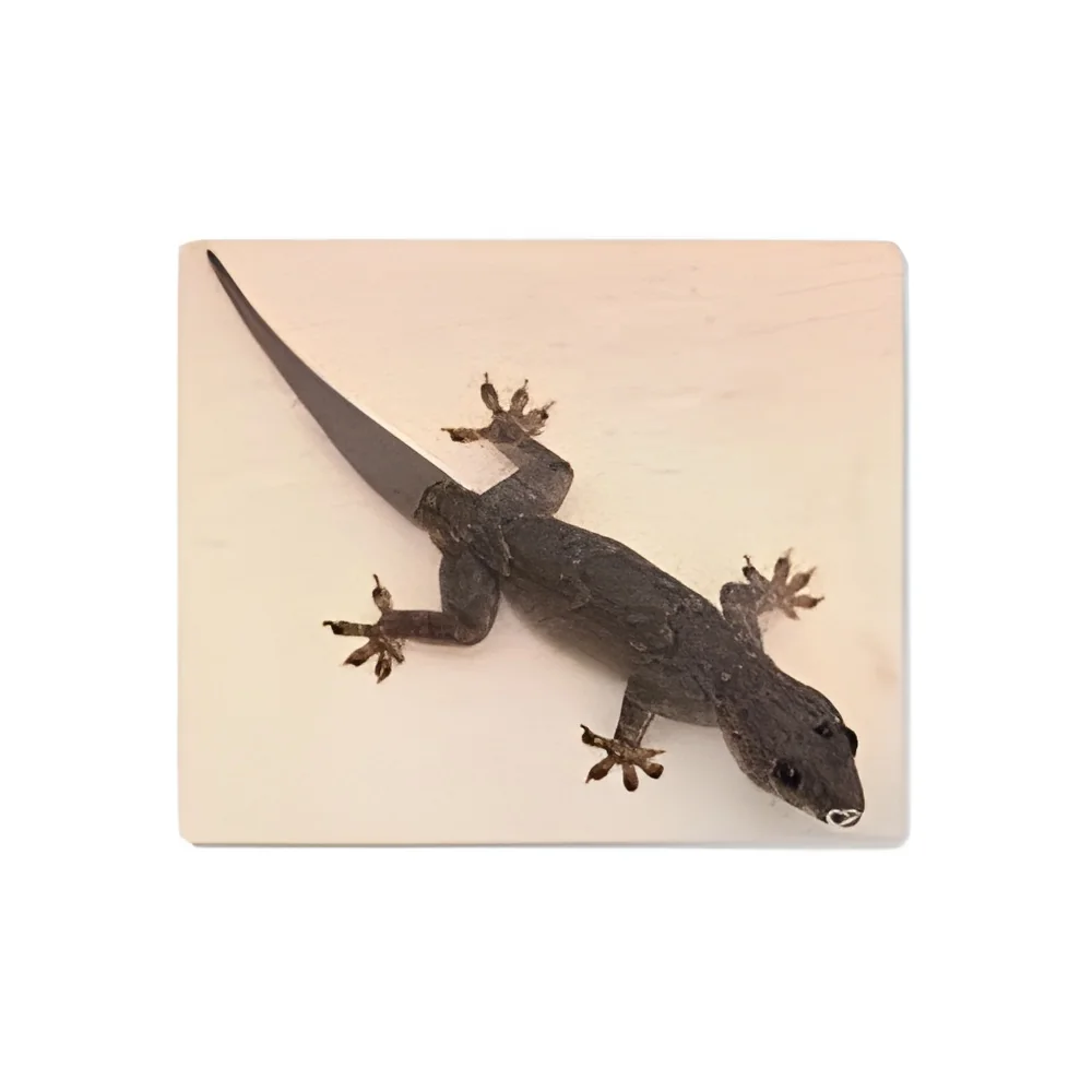 resizeImages/NDc2Mg==/mediabank/images/products/LizardControlServices1329968413_4762.webp