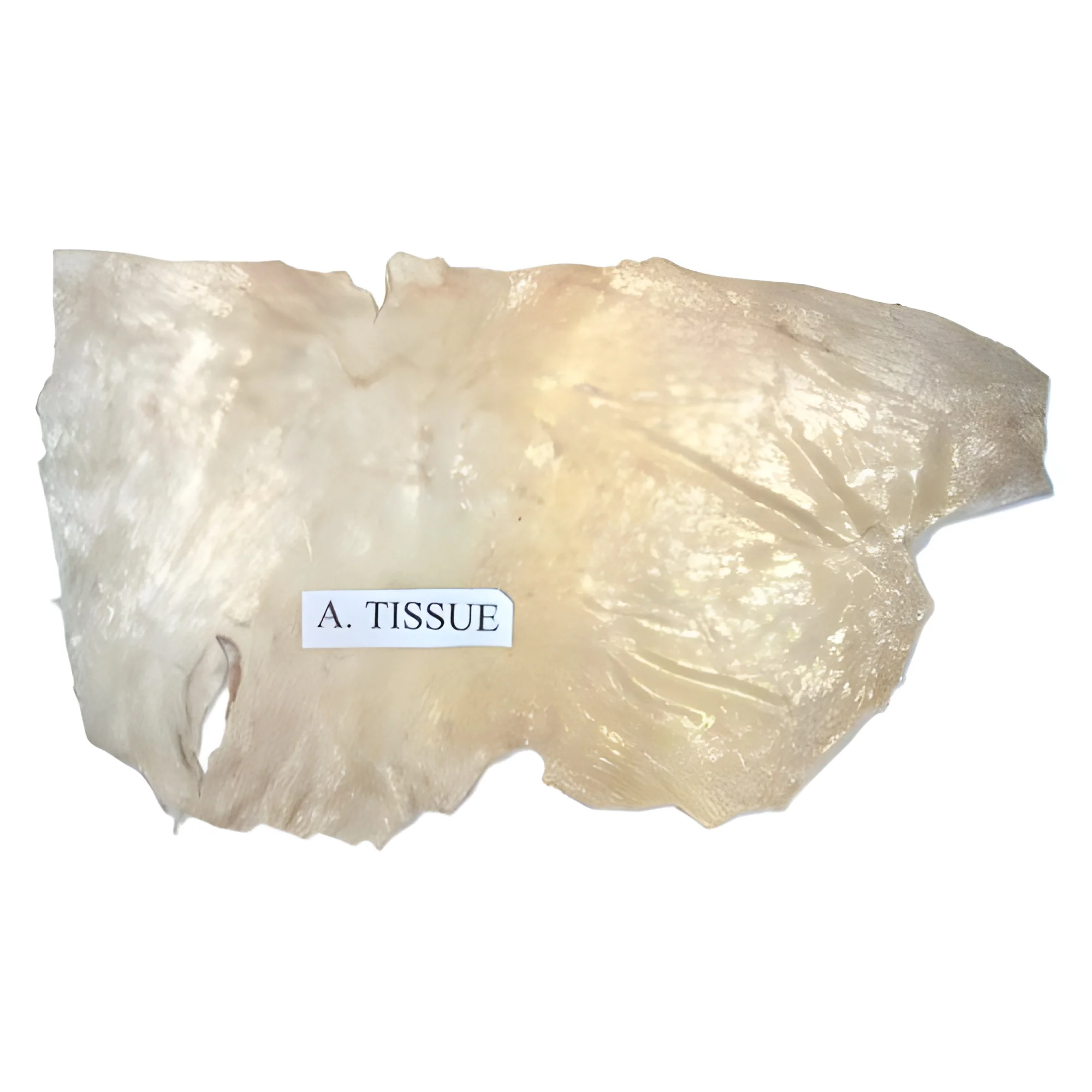 product-image-1