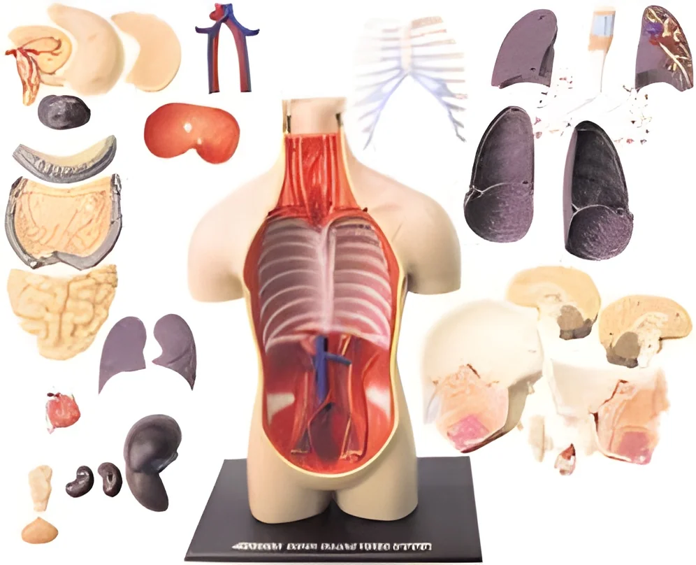 resizeImages/NTIzMQ==/mediabank/images/products/AnatomyModelsImported1423292348_5231.webp