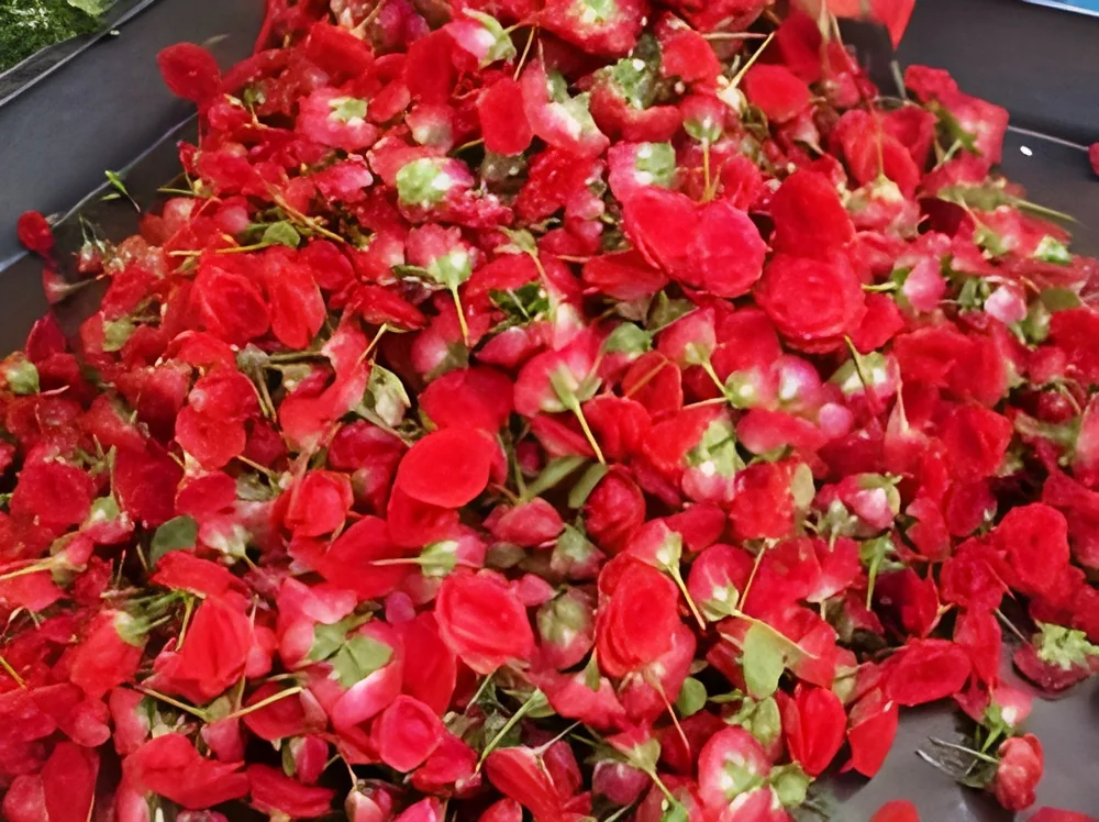 resizeImages/NTQ1MQ==/mediabank/images/products/MiniRoses1111922140_5451.webp