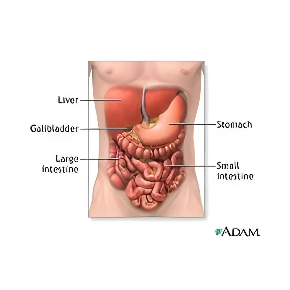 resizeImages/NTQ2Ng==/mediabank/images/products/GIDisorder1103042491_5466.webp