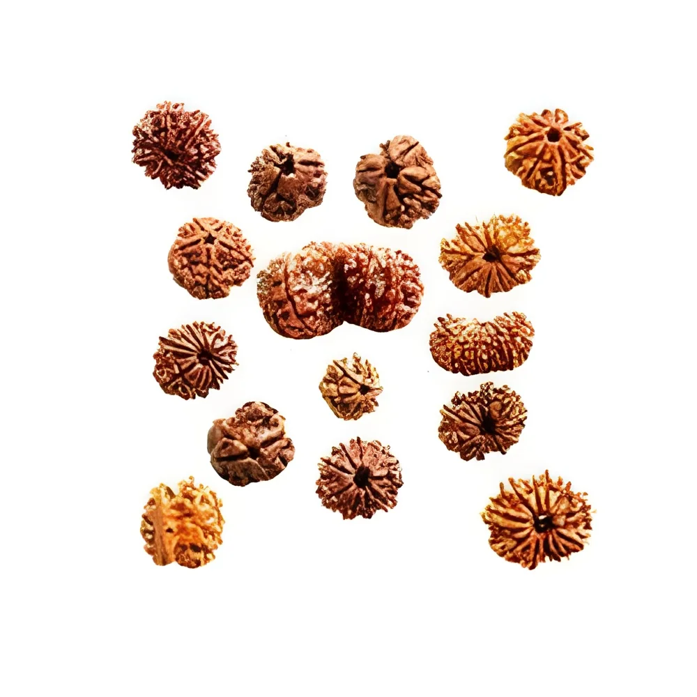 resizeImages/NTQwNQ==/mediabank/images/products/RudrakshaBeads1001864478_5405.webp