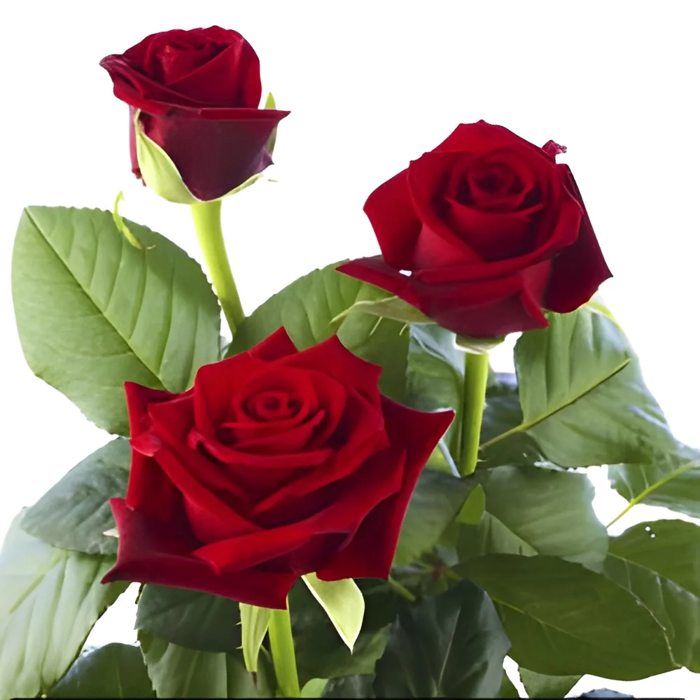 product-image-1