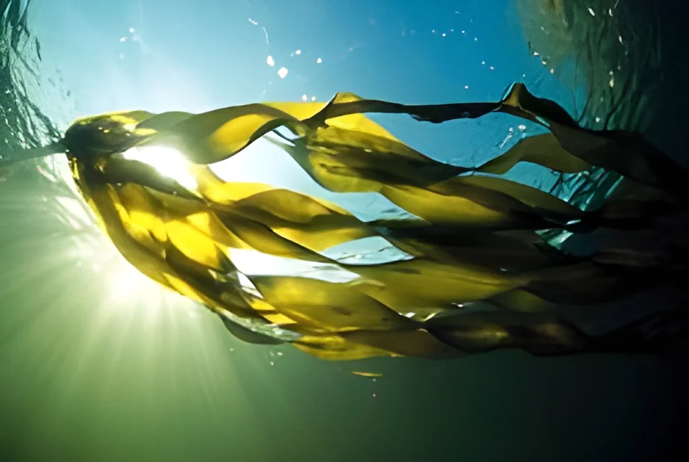 resizeImages/NjE2/mediabank/images/products/048seaweed_468x313-250x250.webp