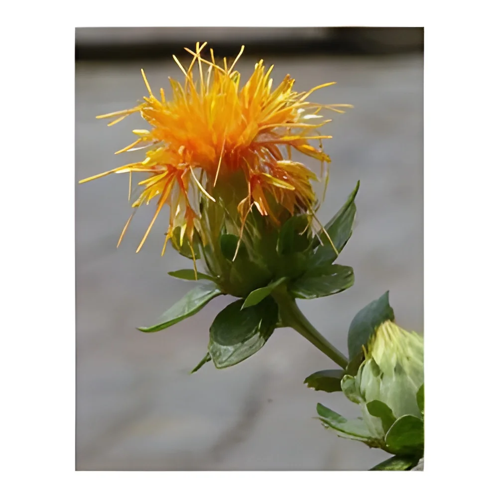 resizeImages/NjIwNg==/mediabank/images/products/SaffronSupreme682906677_6206.webp