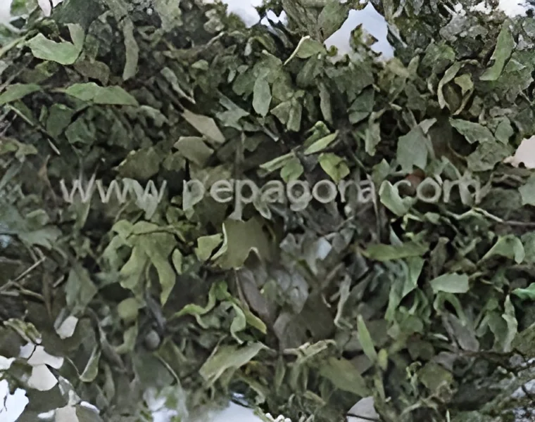 resizeImages/NjU5/mediabank/images/products/MintLeaves871015517_659.webp