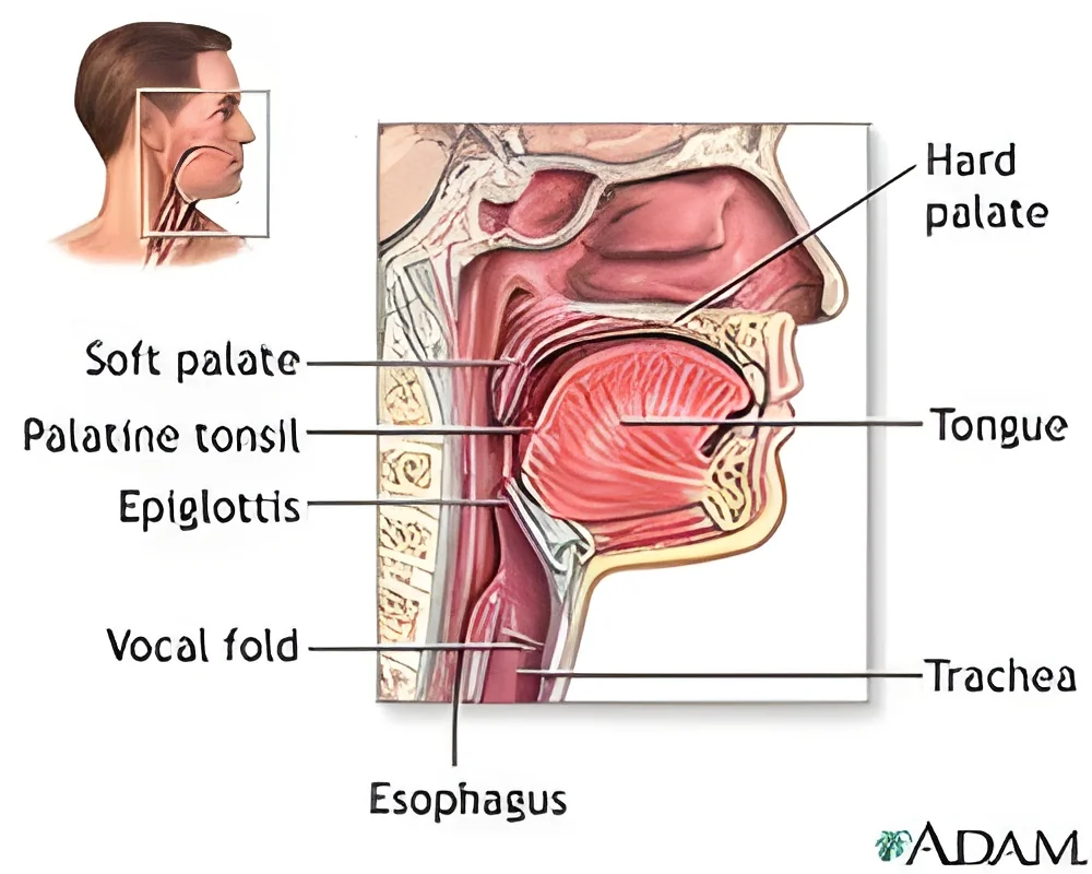 resizeImages/NjY1MQ==/mediabank/images/products/TreatmentForThroatProblems1430021435_6651.webp