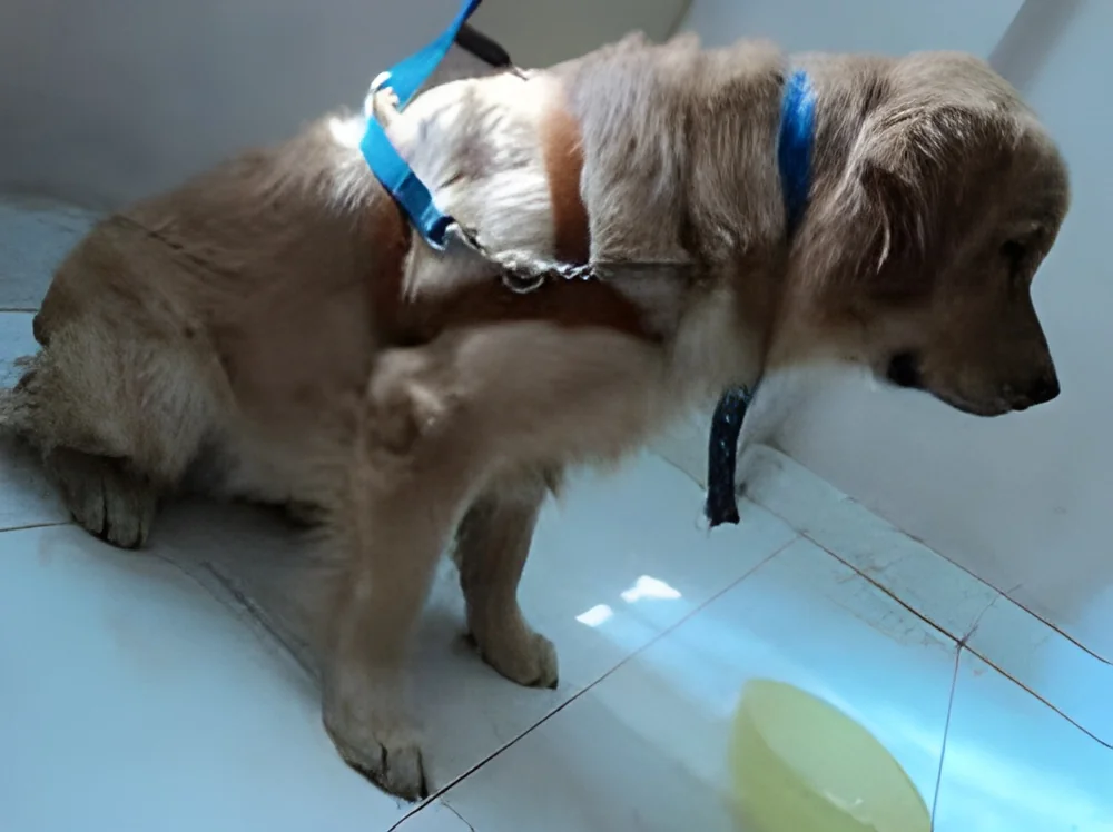 resizeImages/NjgyOQ==/mediabank/images/products/PetBoardingFacility936181321_6829.webp