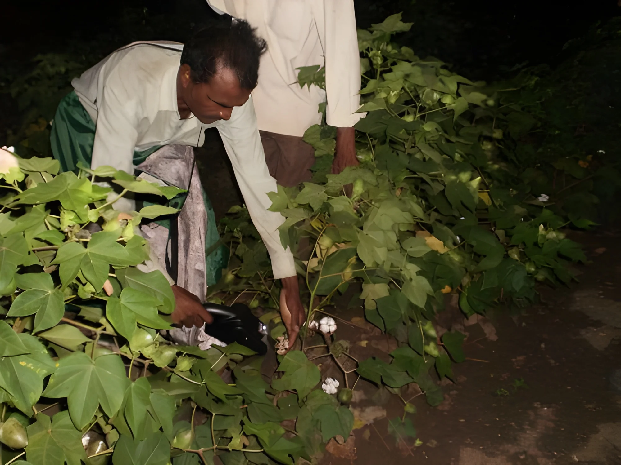 resizeImages/Njk2Mg==/mediabank/images/products/MechanicalCottonPicker609897149_6962.webp
