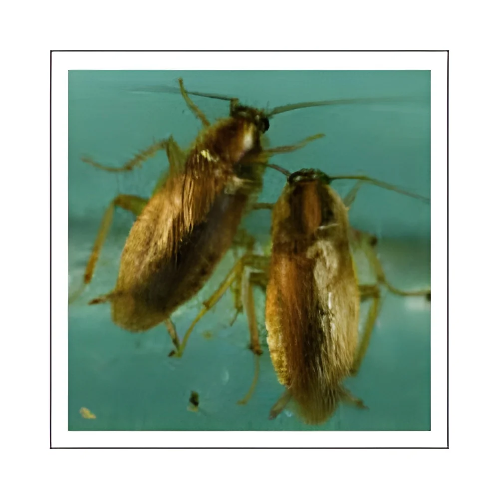 resizeImages/Njk2Mw==/mediabank/images/products/CorporatePestControl990378960_6963.webp