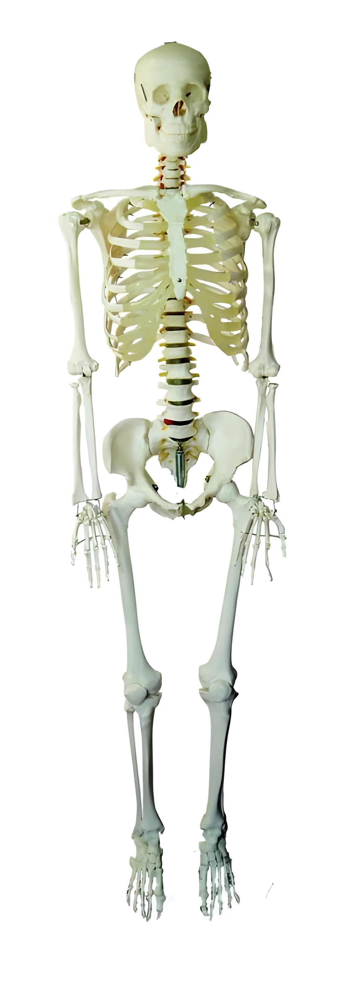 resizeImages/ODQwMQ==/mediabank/images/products/Anatomical_Models_2.webp
