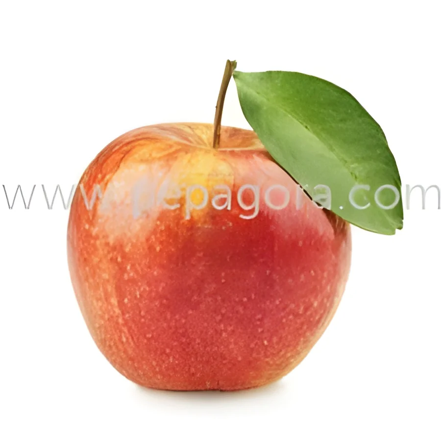 resizeImages/ODYyNA==/mediabank/images/products/Apple1895693269_8624.webp