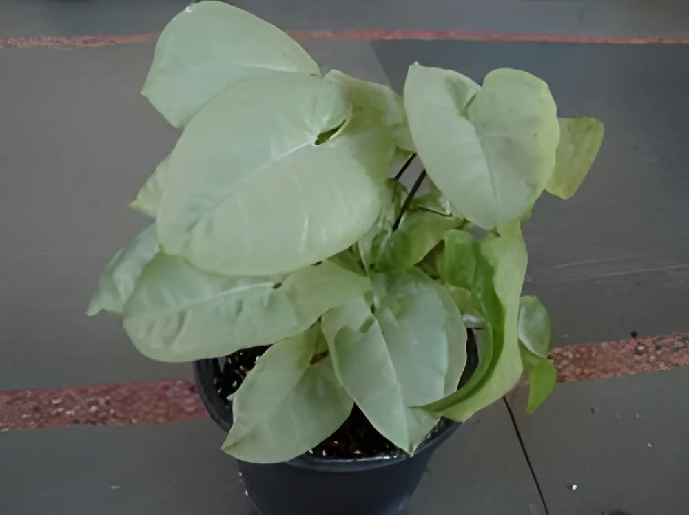 product-image-1